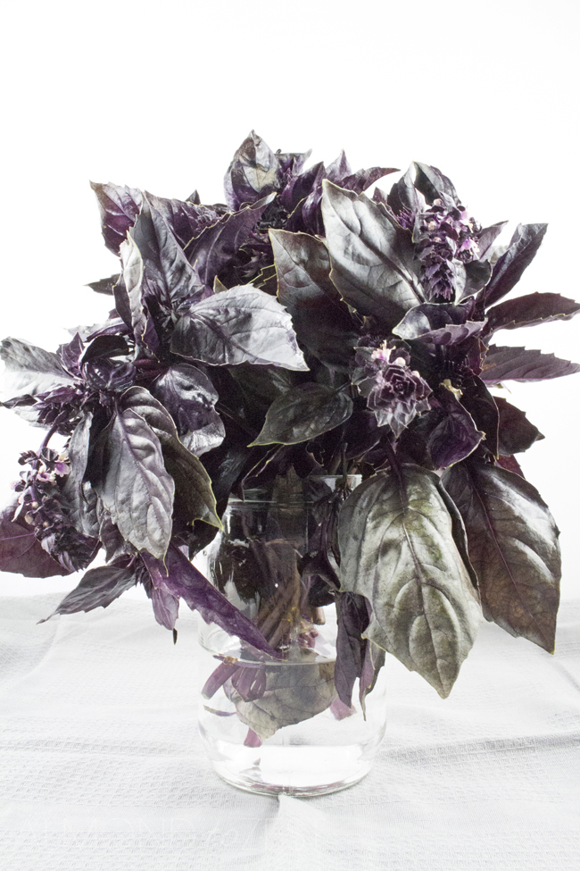 purple basil leaves